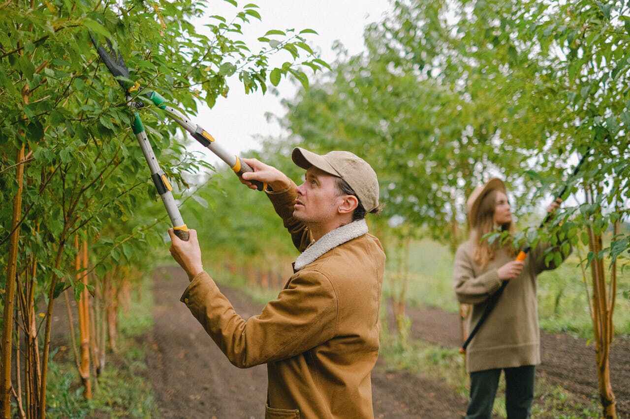 Best Professional Tree Care  in Paris, MO